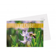 Grußkarten "Blausternchen"