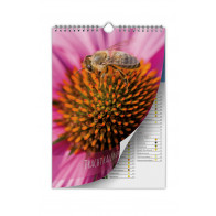 Trachtkalender „Sonnenhut“ (Lagerprodukt in A4 und A3)