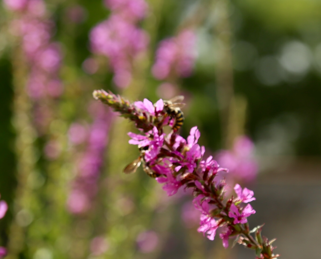 Fr&uuml;hling am Bienenstock